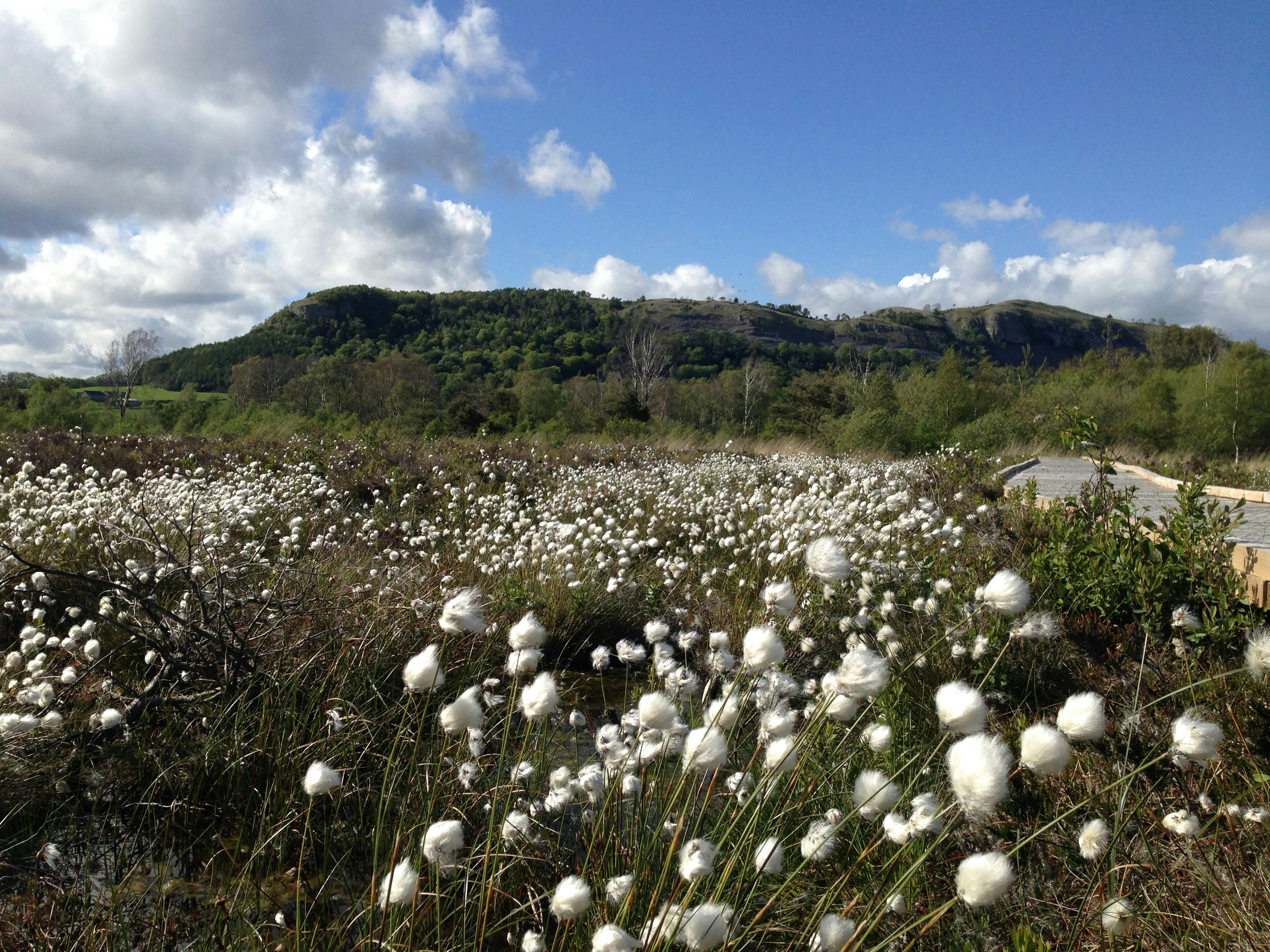 Foulshaw Moss nature reserve