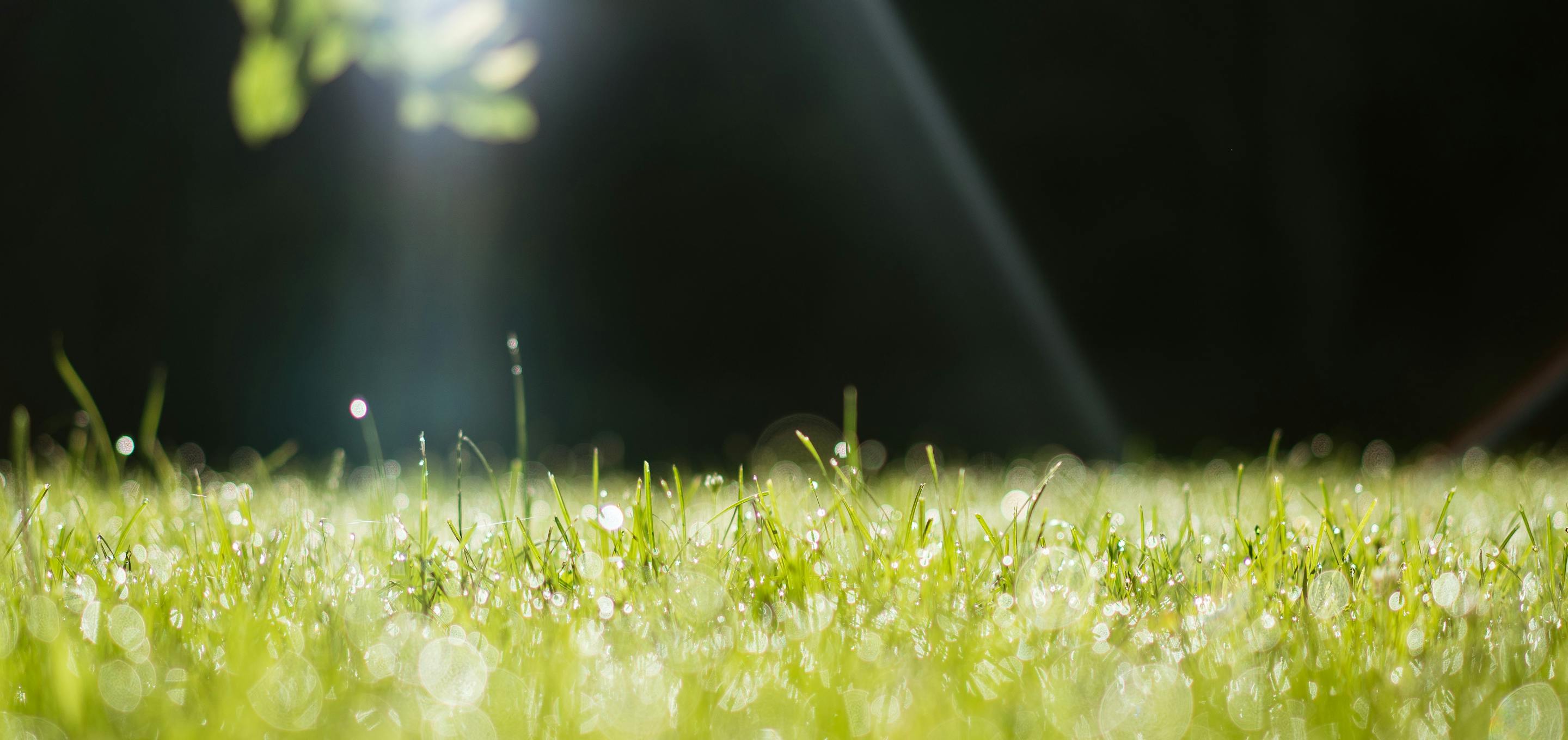 Grass with morning dew