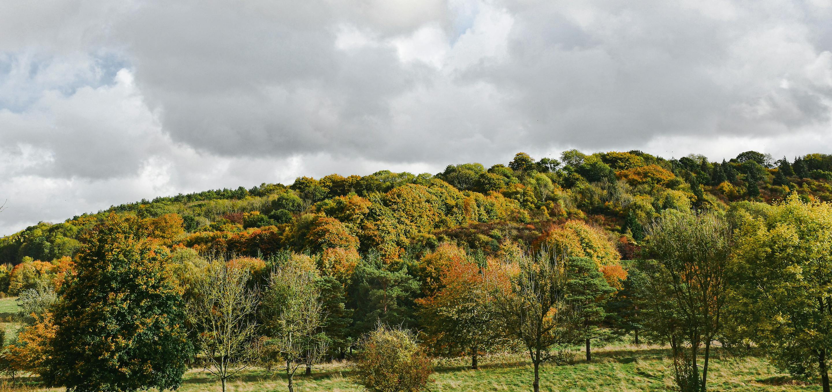 Trees and grasslands in Kent