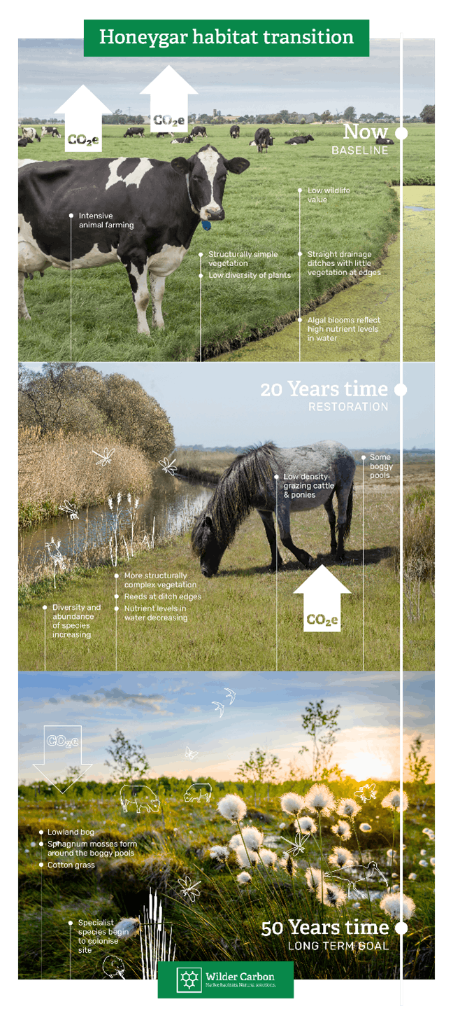 Honeygar habitat transition infographic