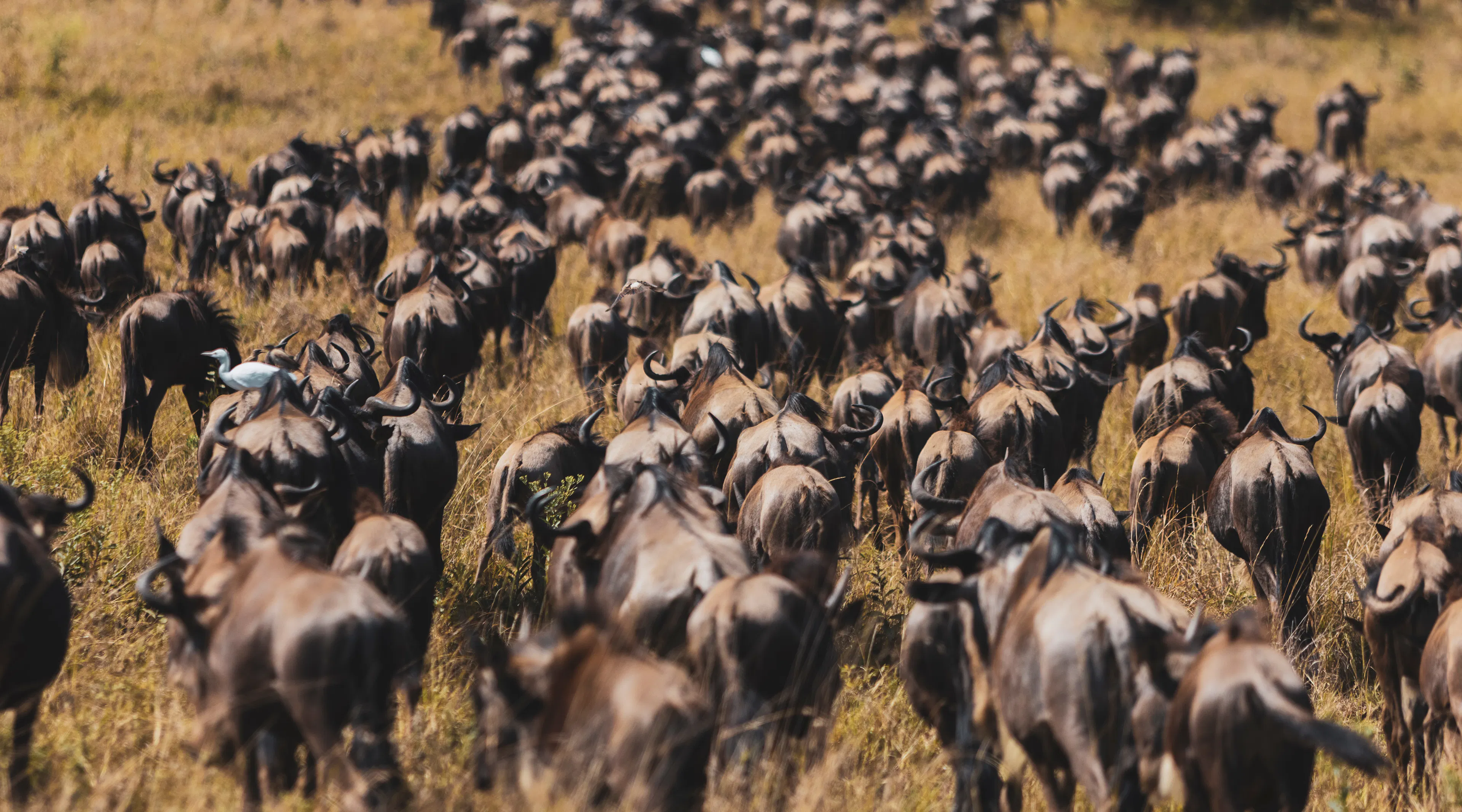 Animals walking in the same direction