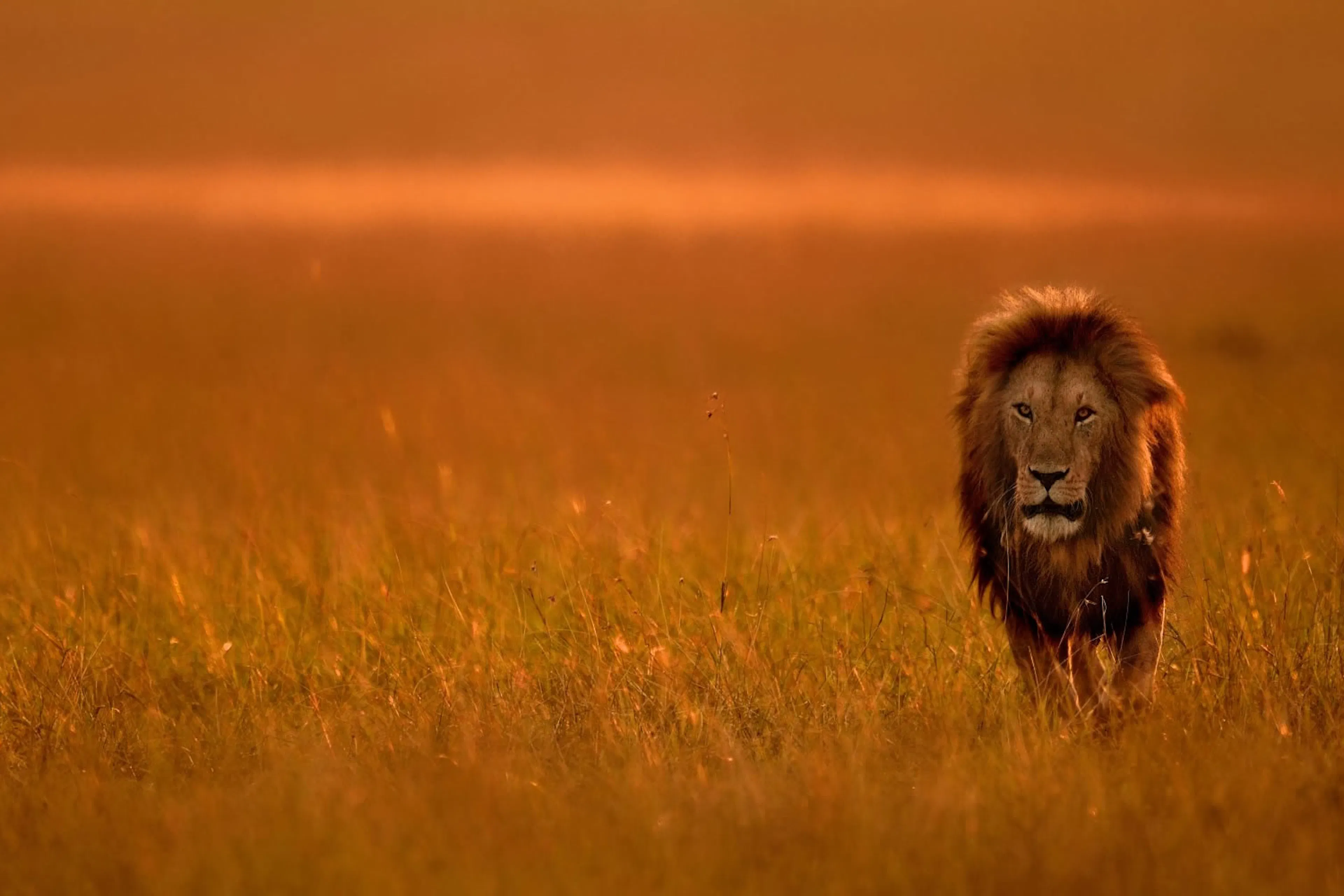 A Lion