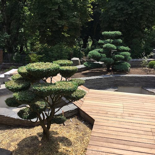 Monte Negro in an ornamental garden