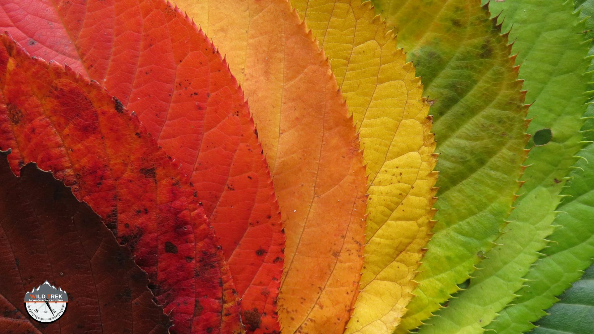 Foglie che mostrano la transizione dei colori dal verde al rosso durante l’autunno