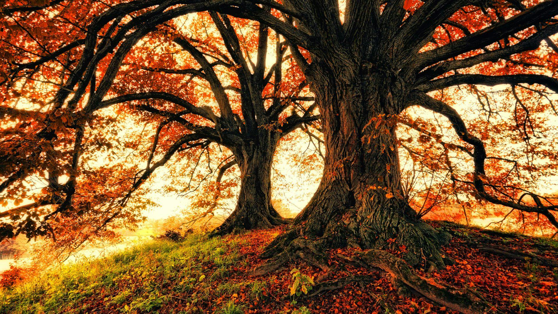 Due grandi alberi con foglie rosso-arancio illuminate dal sole autunnale – foliage nel bosco