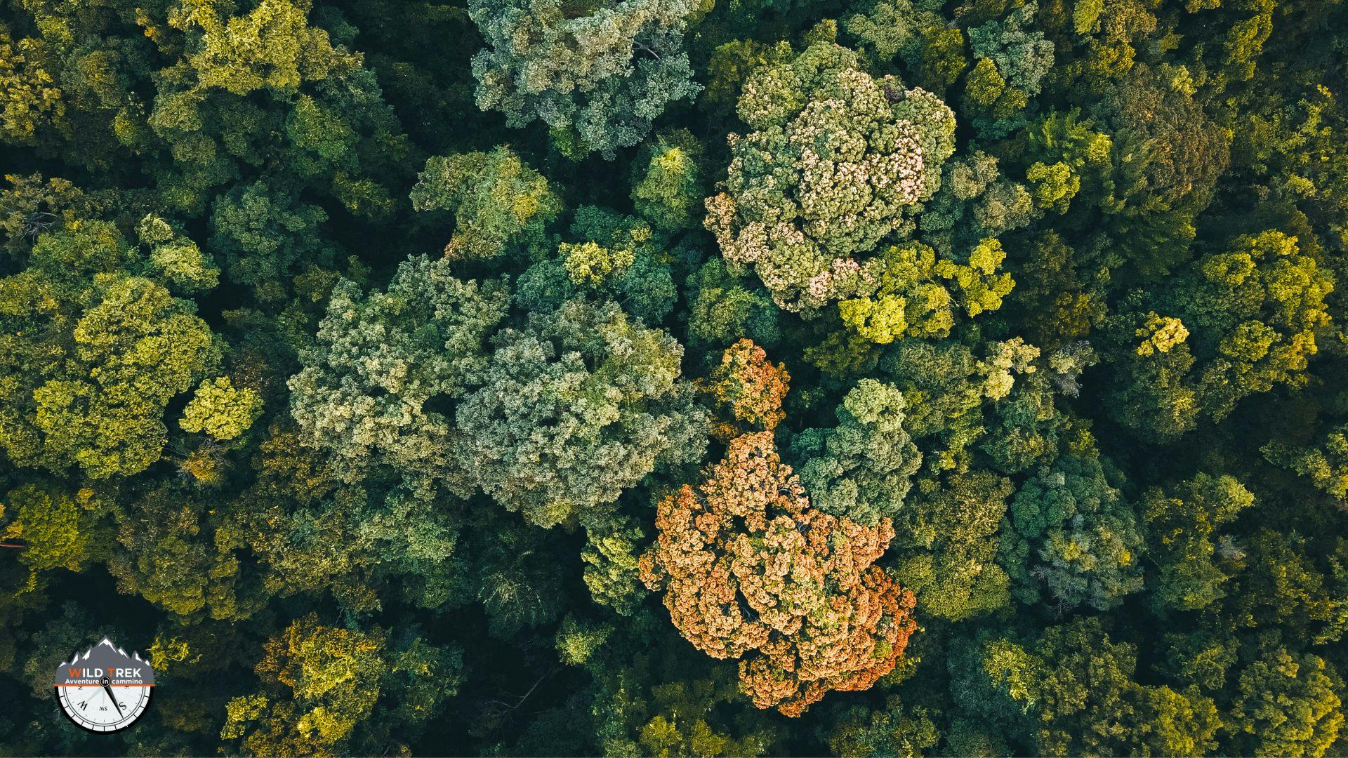 Vista aerea del bosco con alberi che cambiano colore, segno dell’inizio dell’autunno