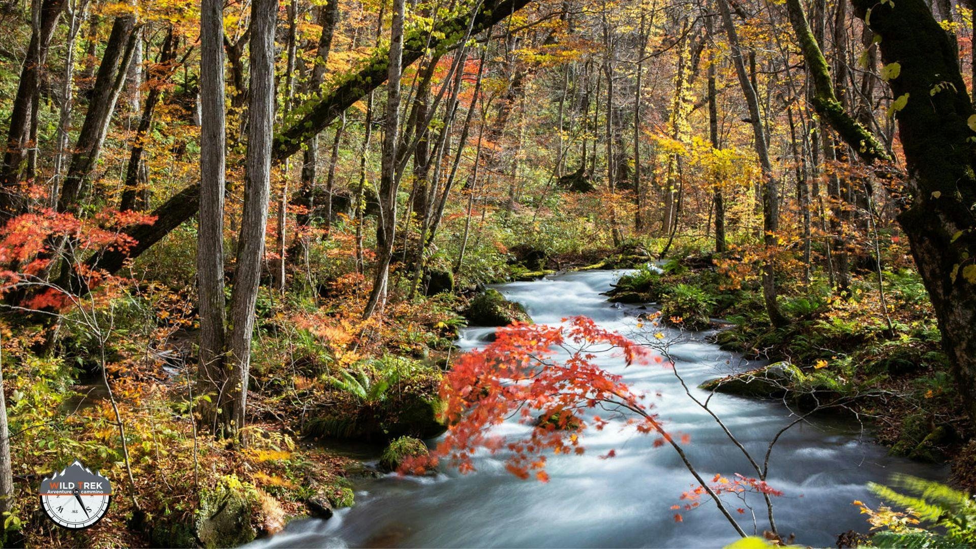 Bosco autunnale attraversato da un ruscello, simbolo del ciclo vitale delle piante