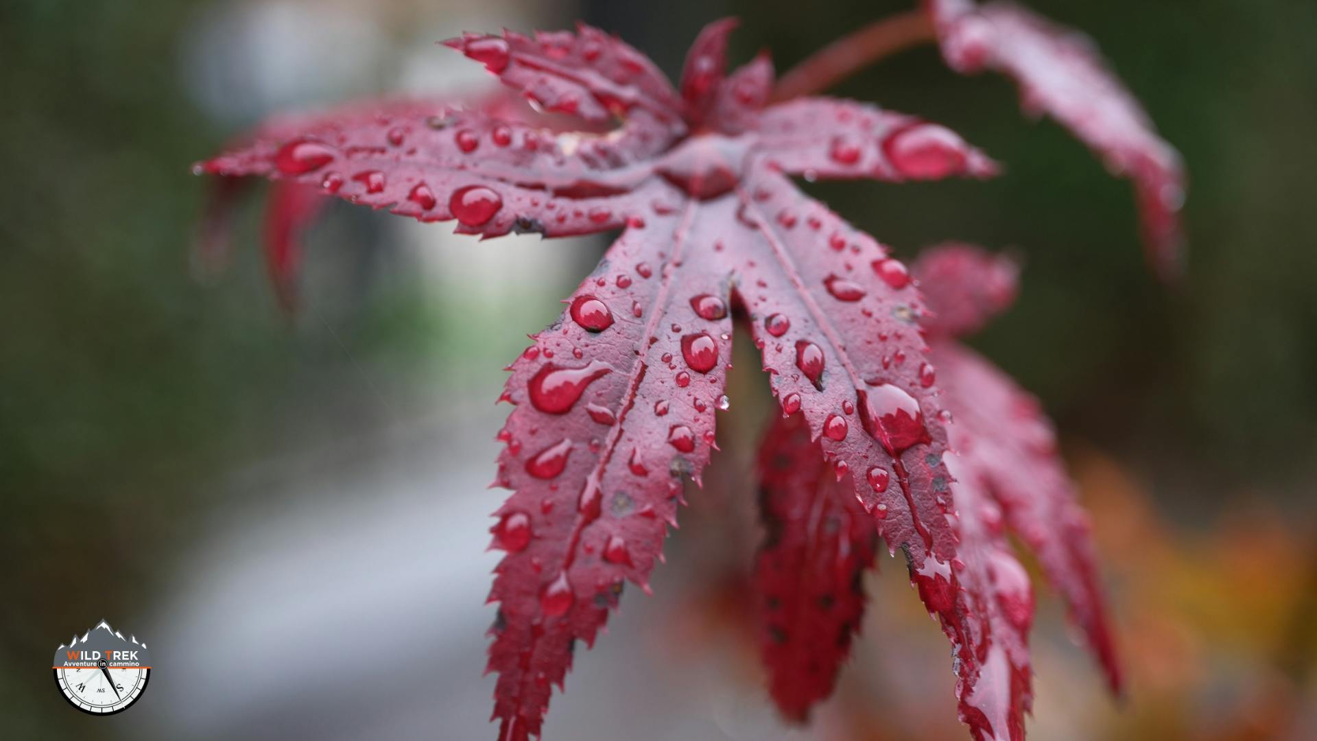 Dettaglio di foglia rossa con gocce d’acqua, simbolo dei pigmenti antocianici