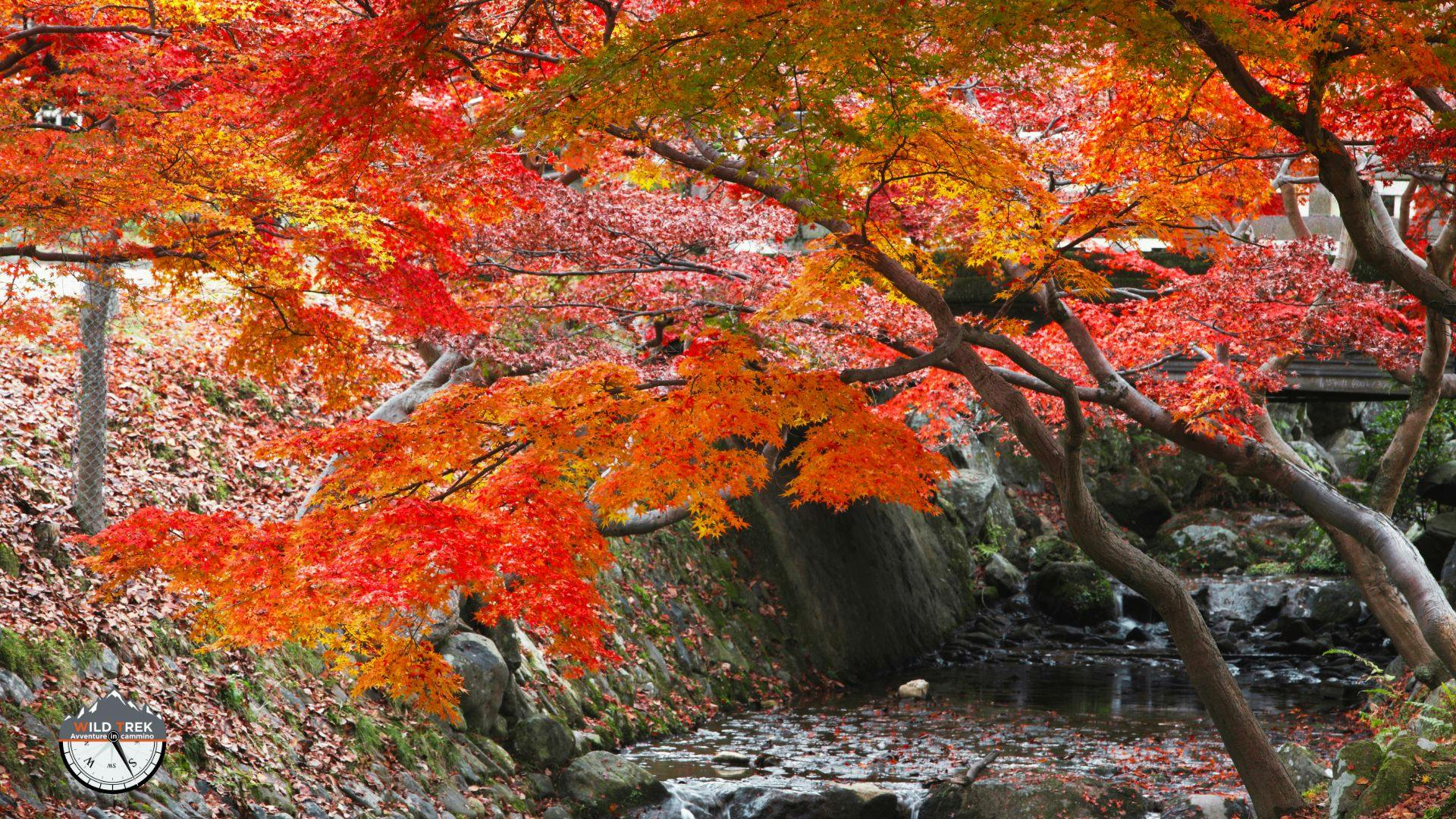 Rami di acero con foglie rosse e arancioni in autunno, esempio di varietà nel foliage