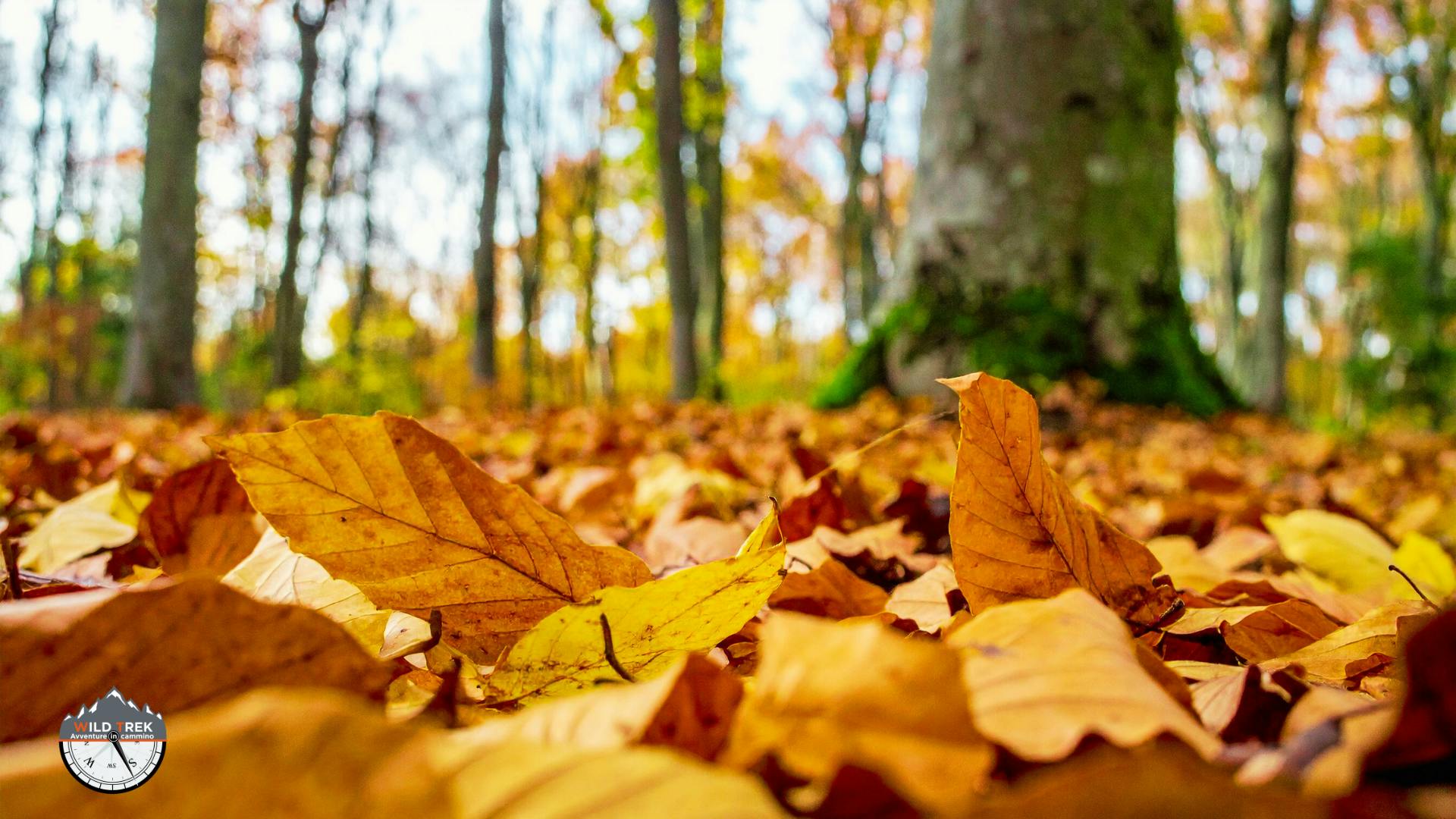 Foglie cadute sul terreno del bosco in autunno, base del ciclo vitale del suolo