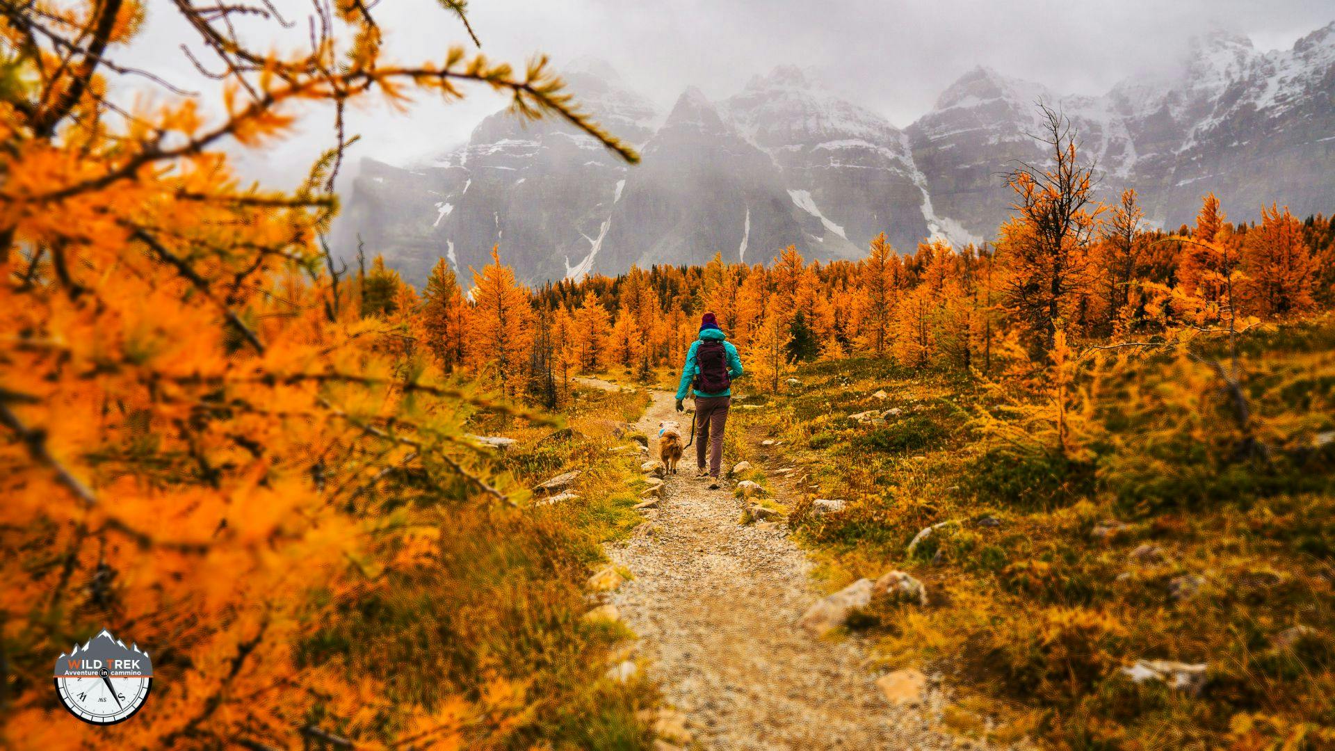 Escursionista tra i larici dorati in autunno, simbolo del foliage di montagna