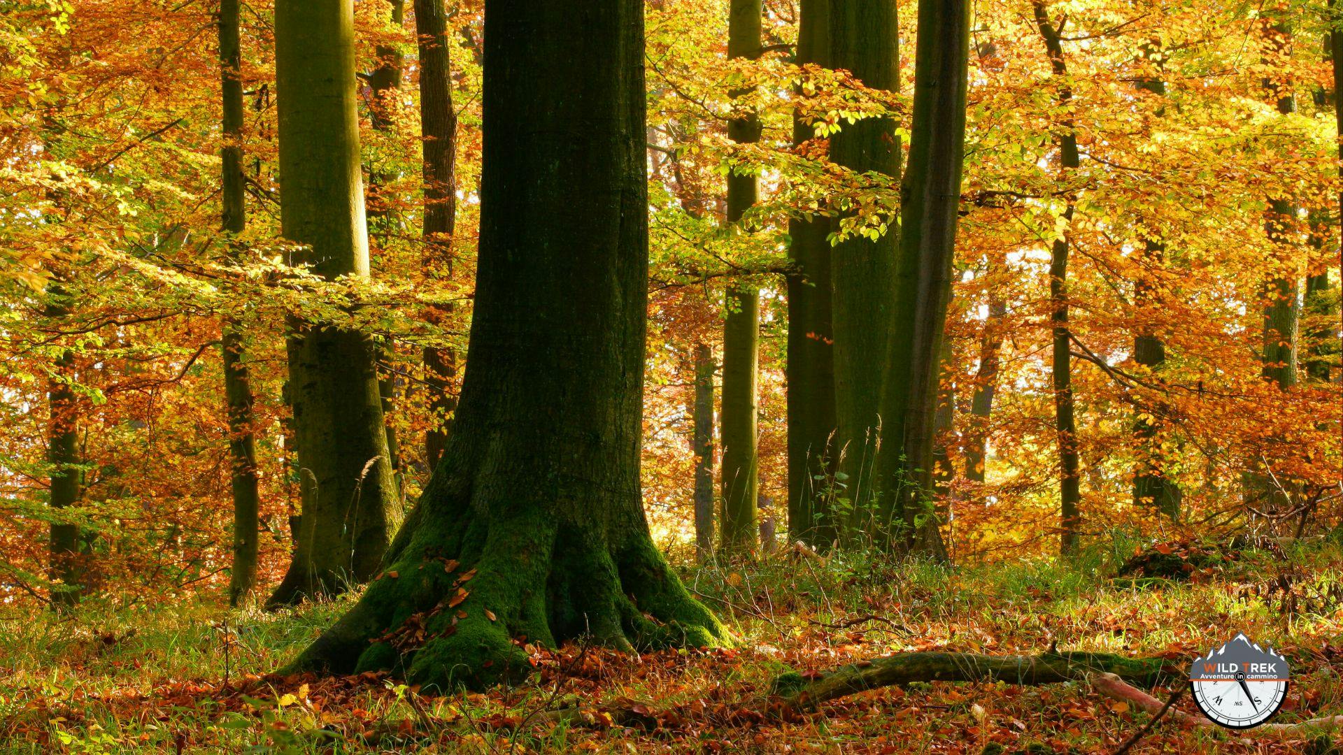 Bosco di faggi illuminato dalla luce autunnale, simbolo del rinnovamento naturale