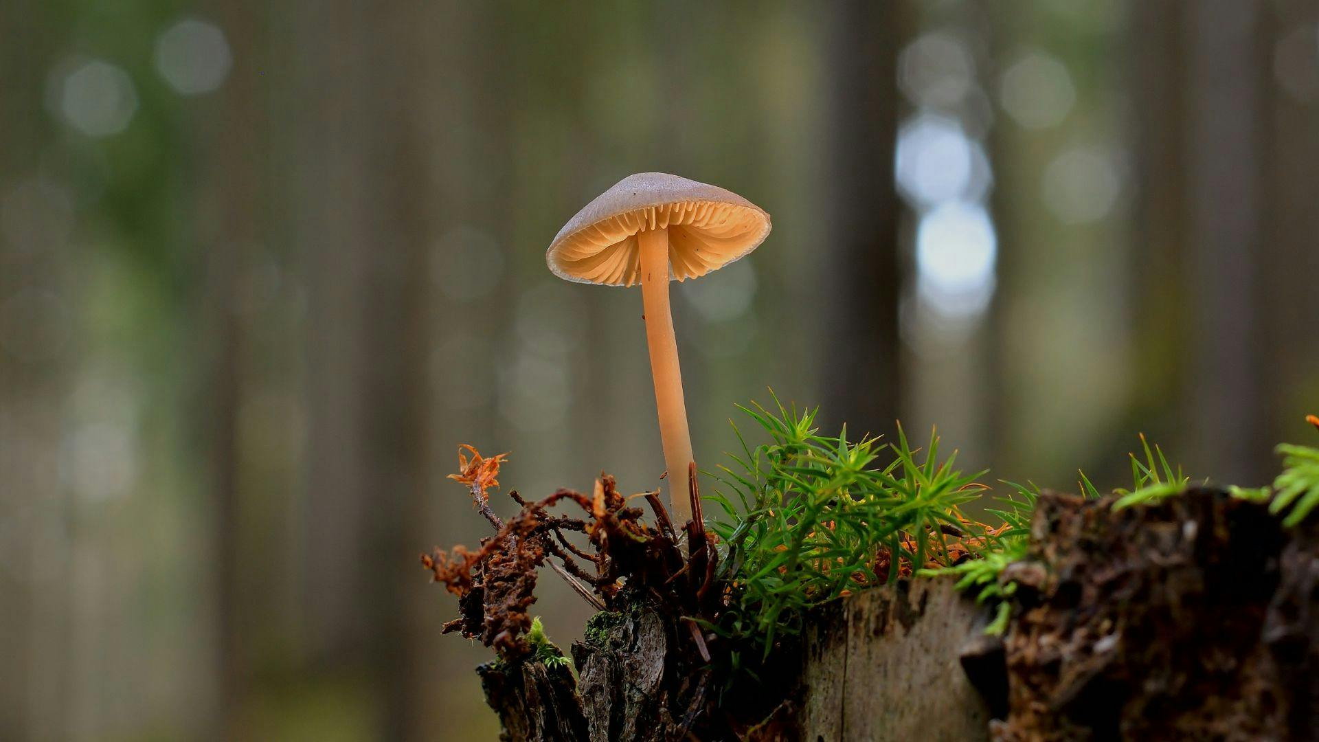 Fungo solitario nel sottobosco illuminato dalla luce del bosco