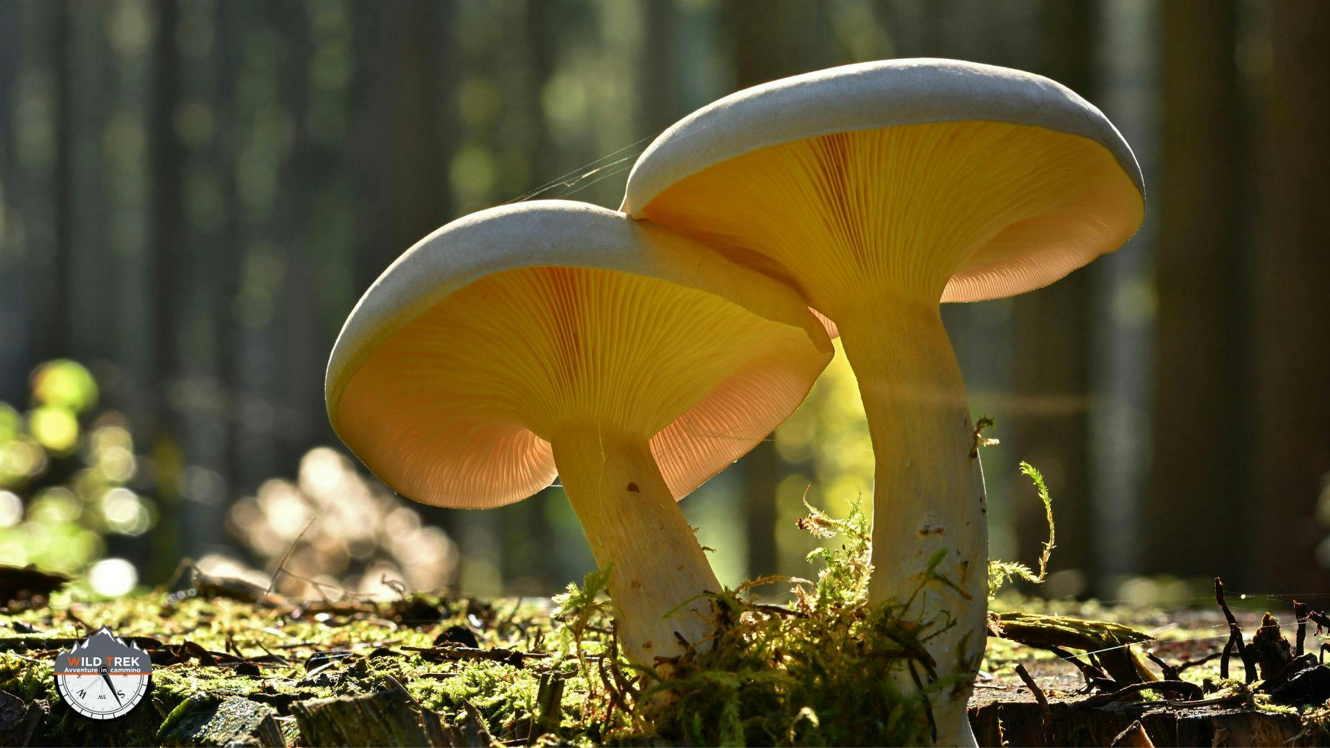 Coppia di funghi gialli illuminati dal sole nel sottobosco