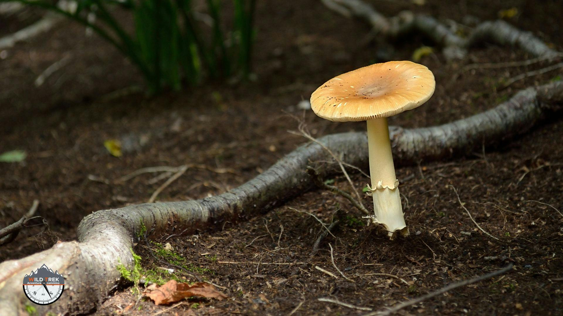 Fungo vicino alle radici di un albero nel terreno del bosco
