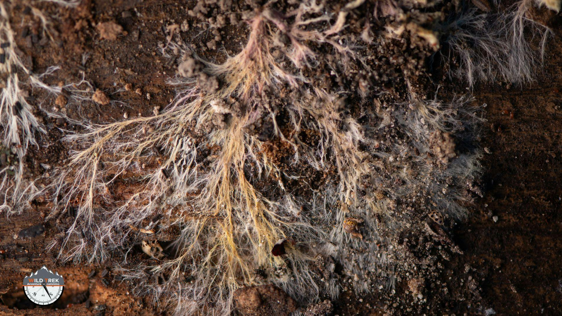 Filamenti di micelio che si intrecciano nel terreno