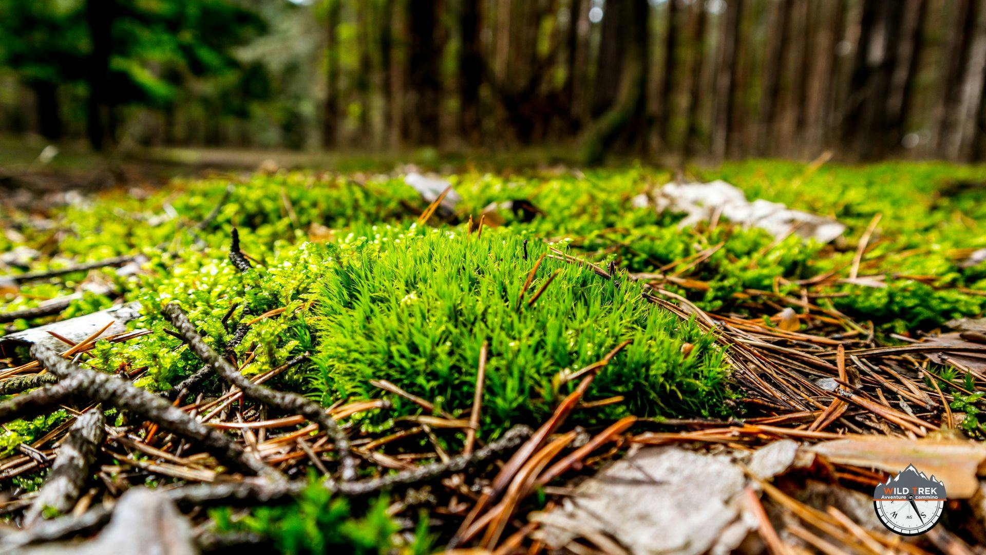 Dettaglio di terreno con muschio in un bosco