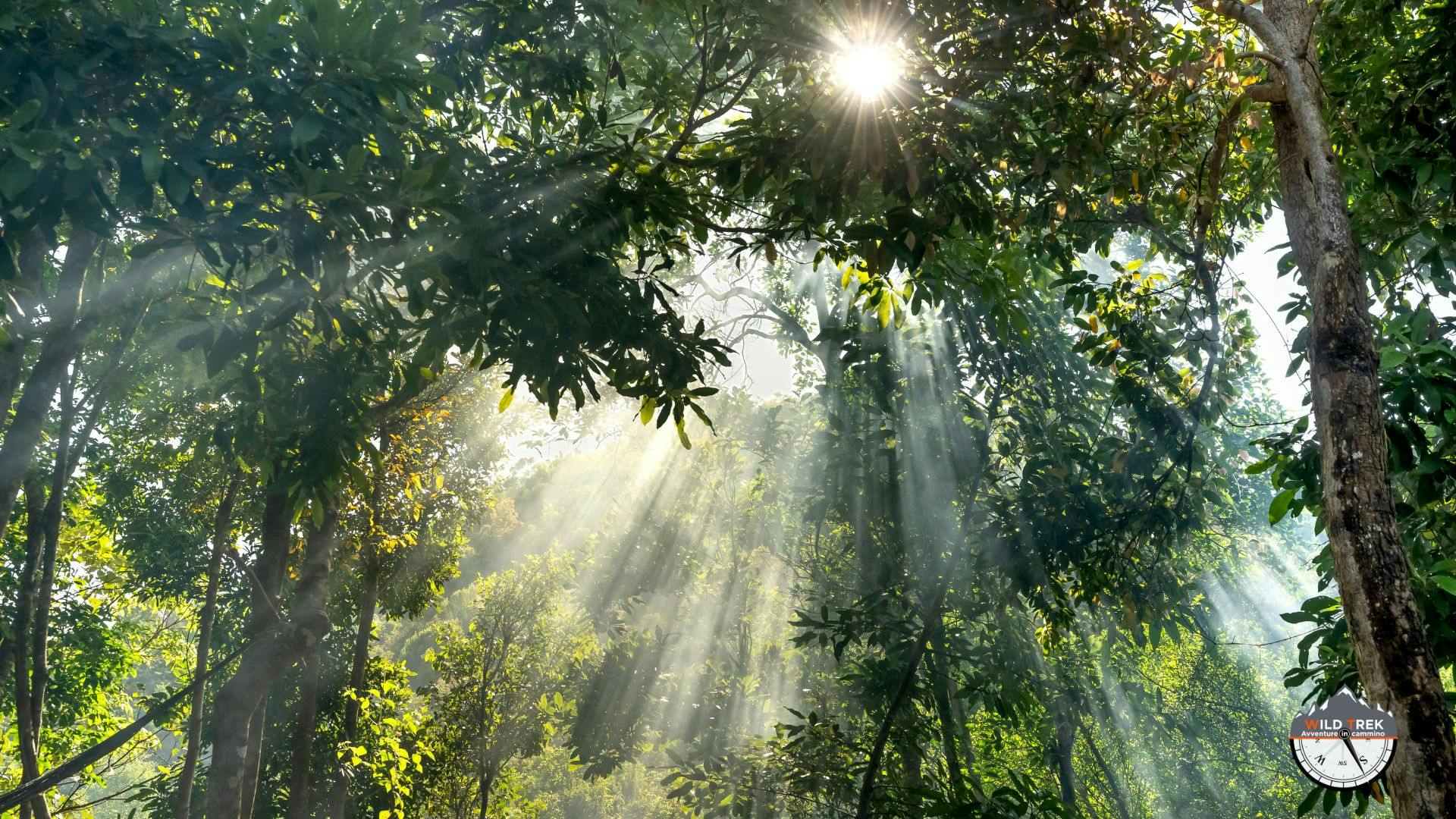 Raggi di luce che filtrano tra gli alberi di una foresta
