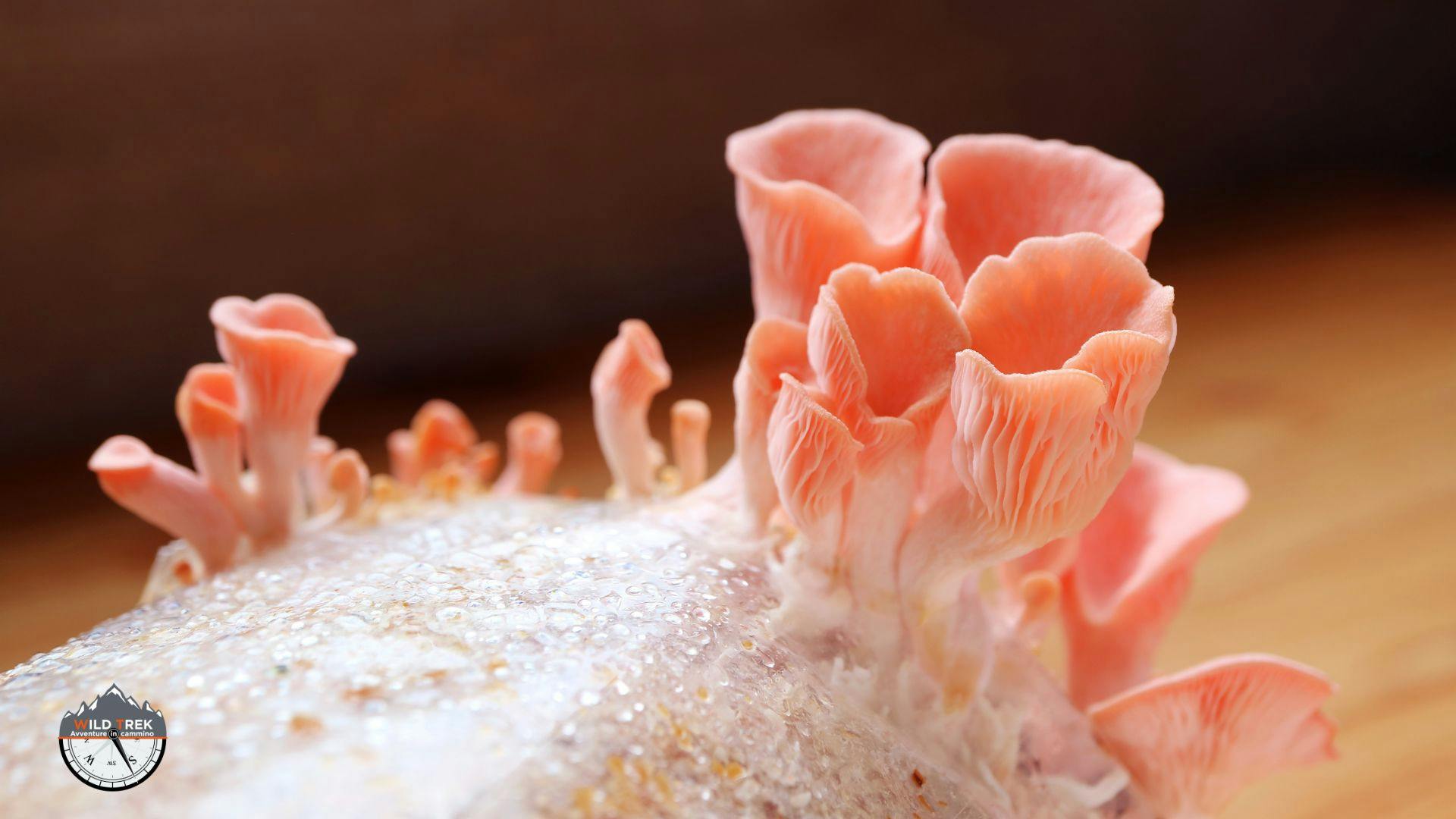 Gruppo di funghi rosa in coltivazione umida