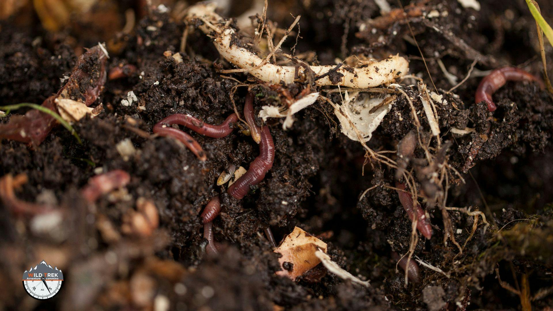 Sezione di terreno con lombrichi tipo compost