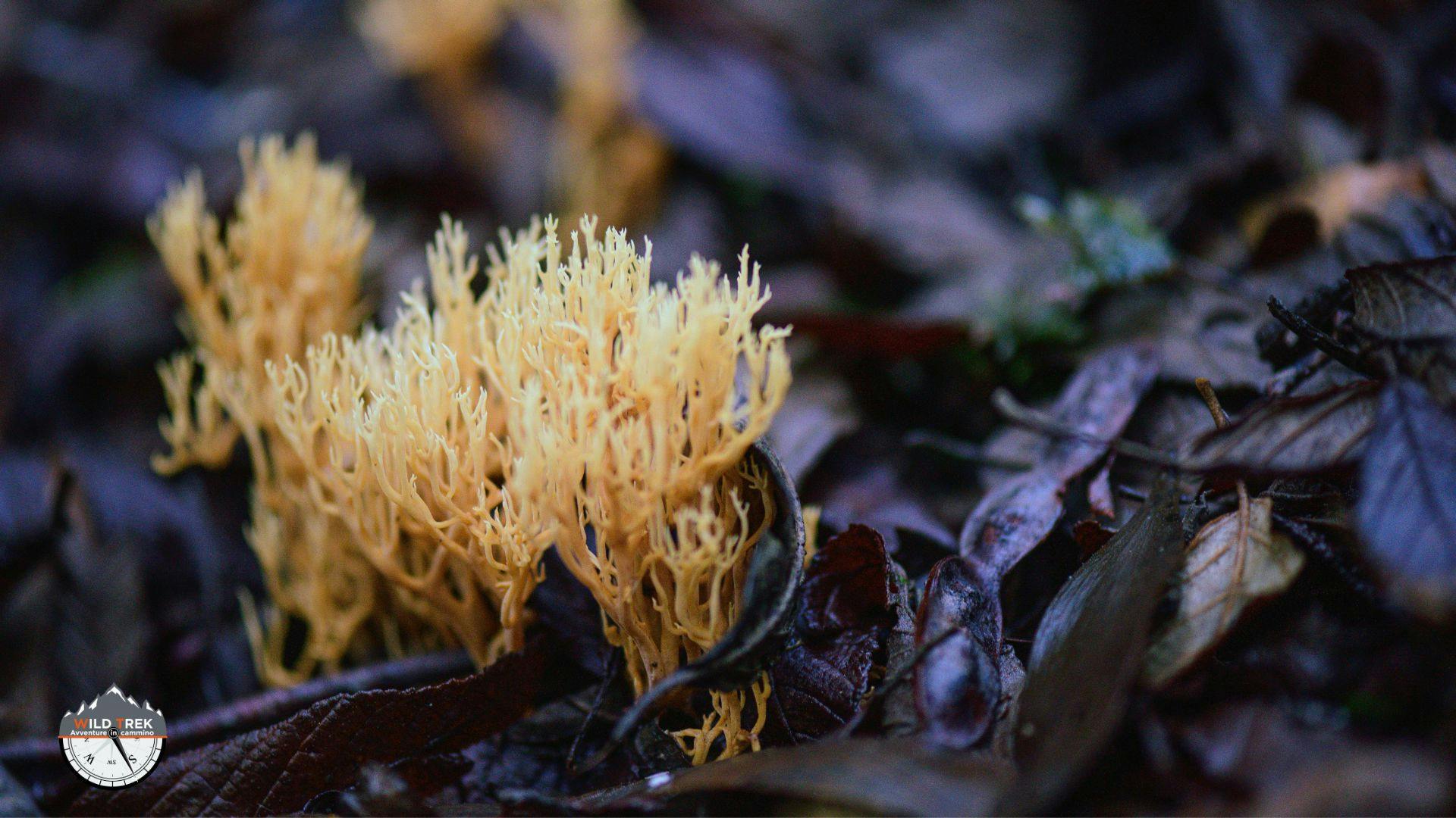 Funghi corallo su tappeto di foglie in decomposizione