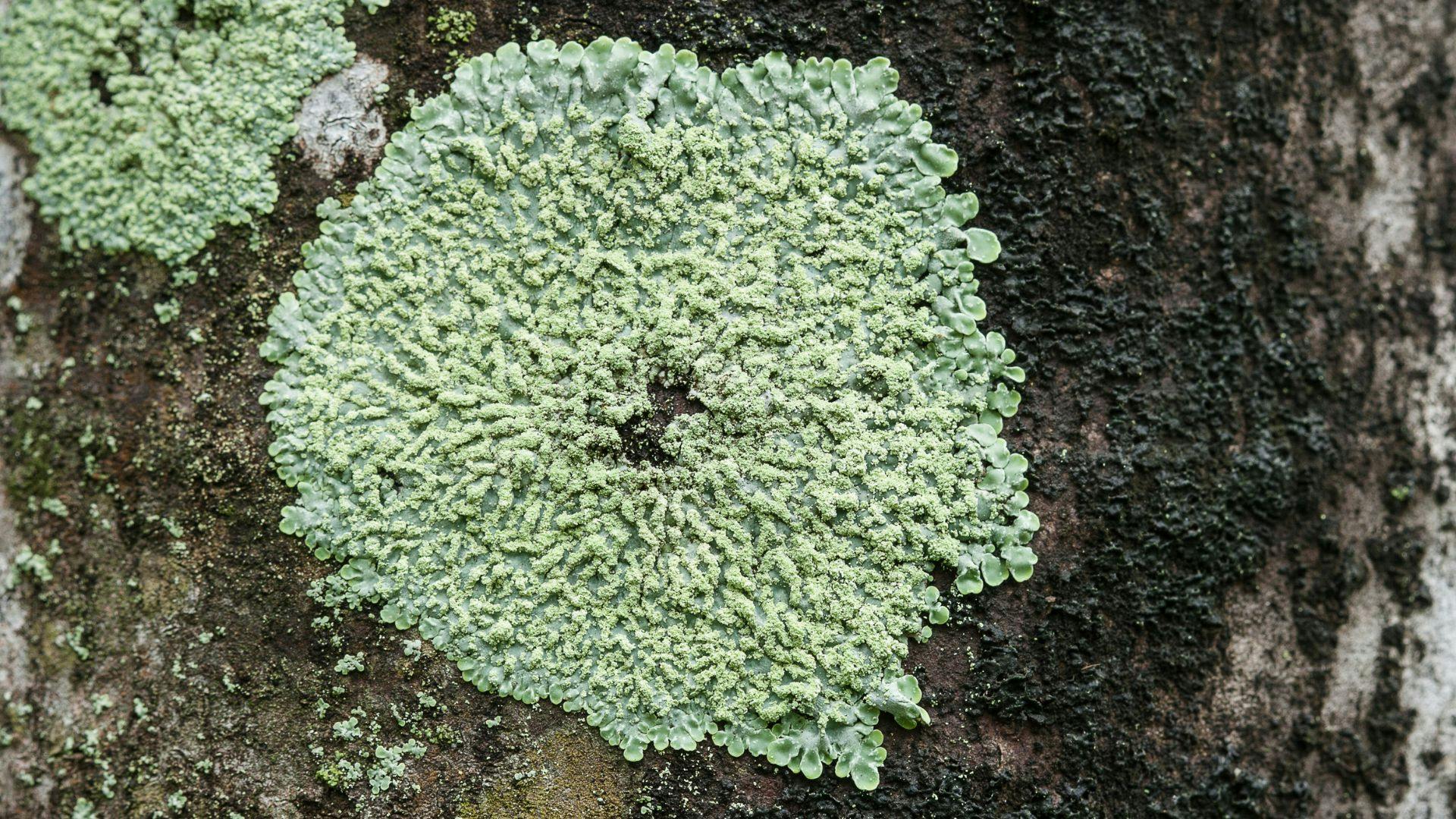 Lichene crostoso verde chiaro su corteccia