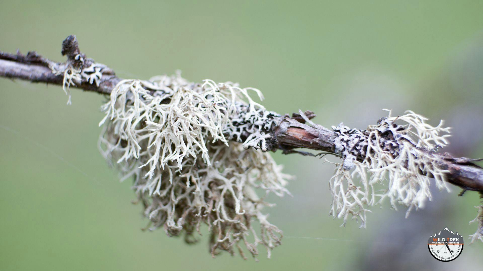 Lichene fruticoso bianco su ramo