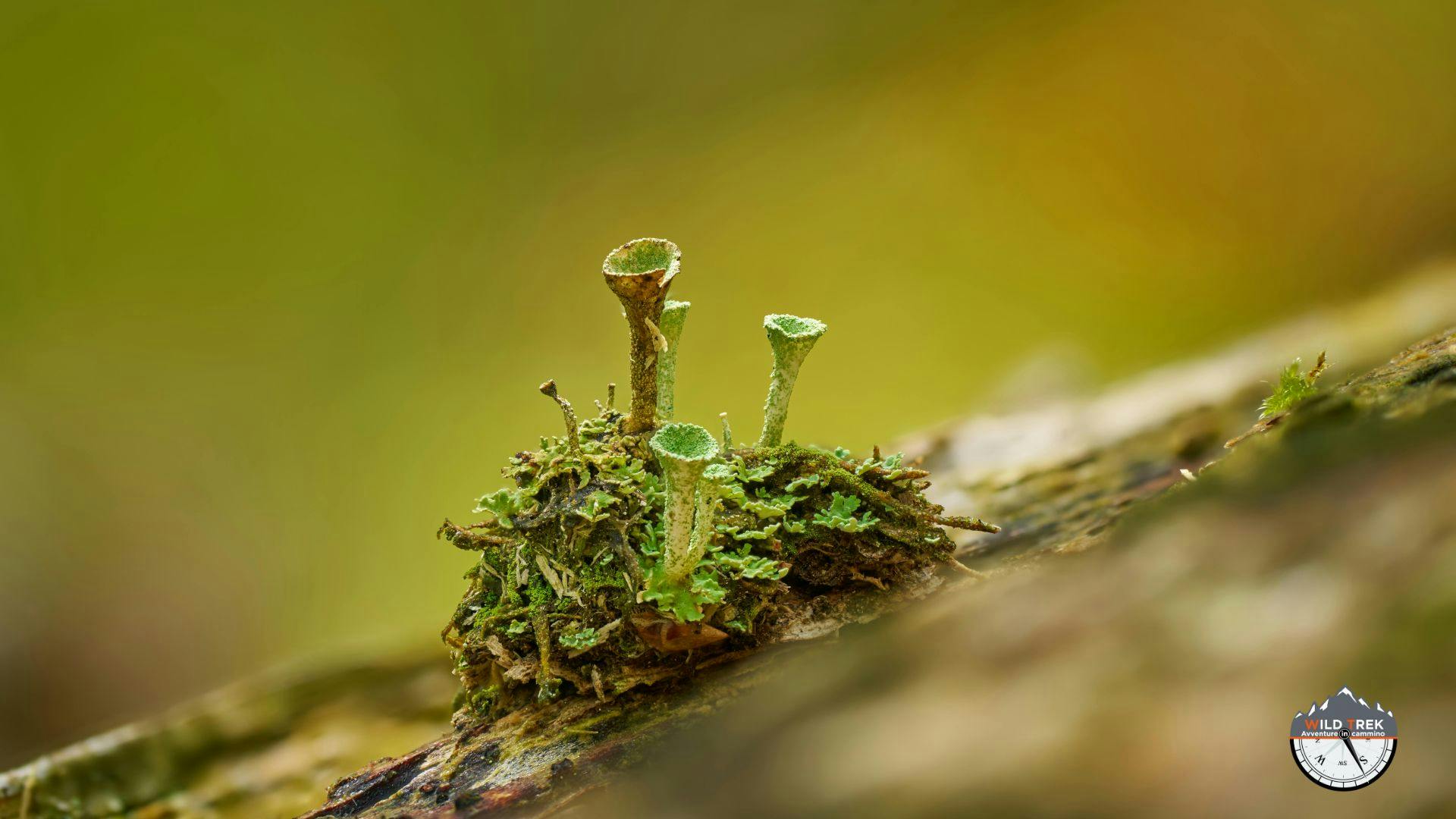 Lichene genere Cladonia su corteccia