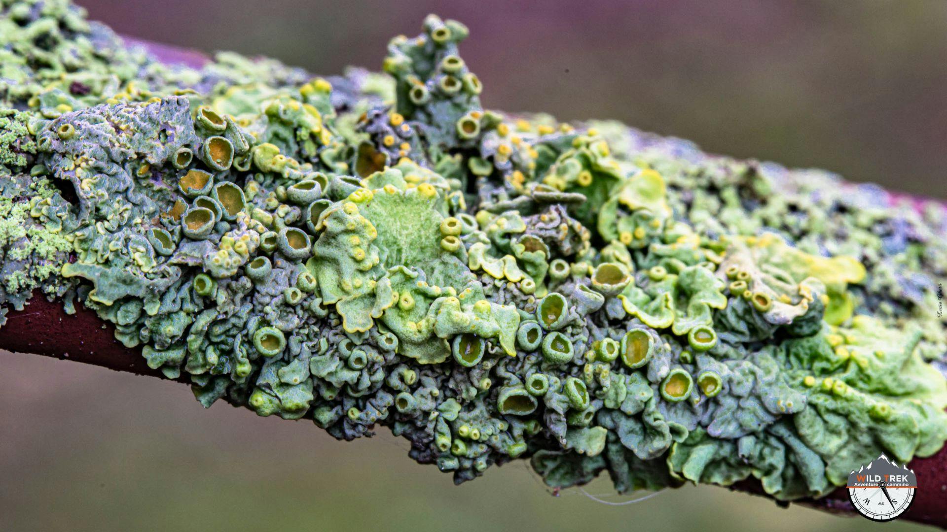 Lichene foglioso giallo e verde su ramo