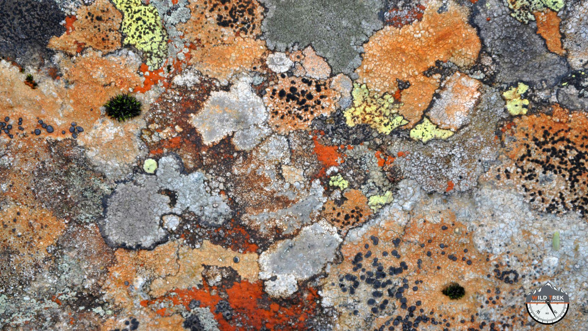 Licheni crostosi colorati su roccia