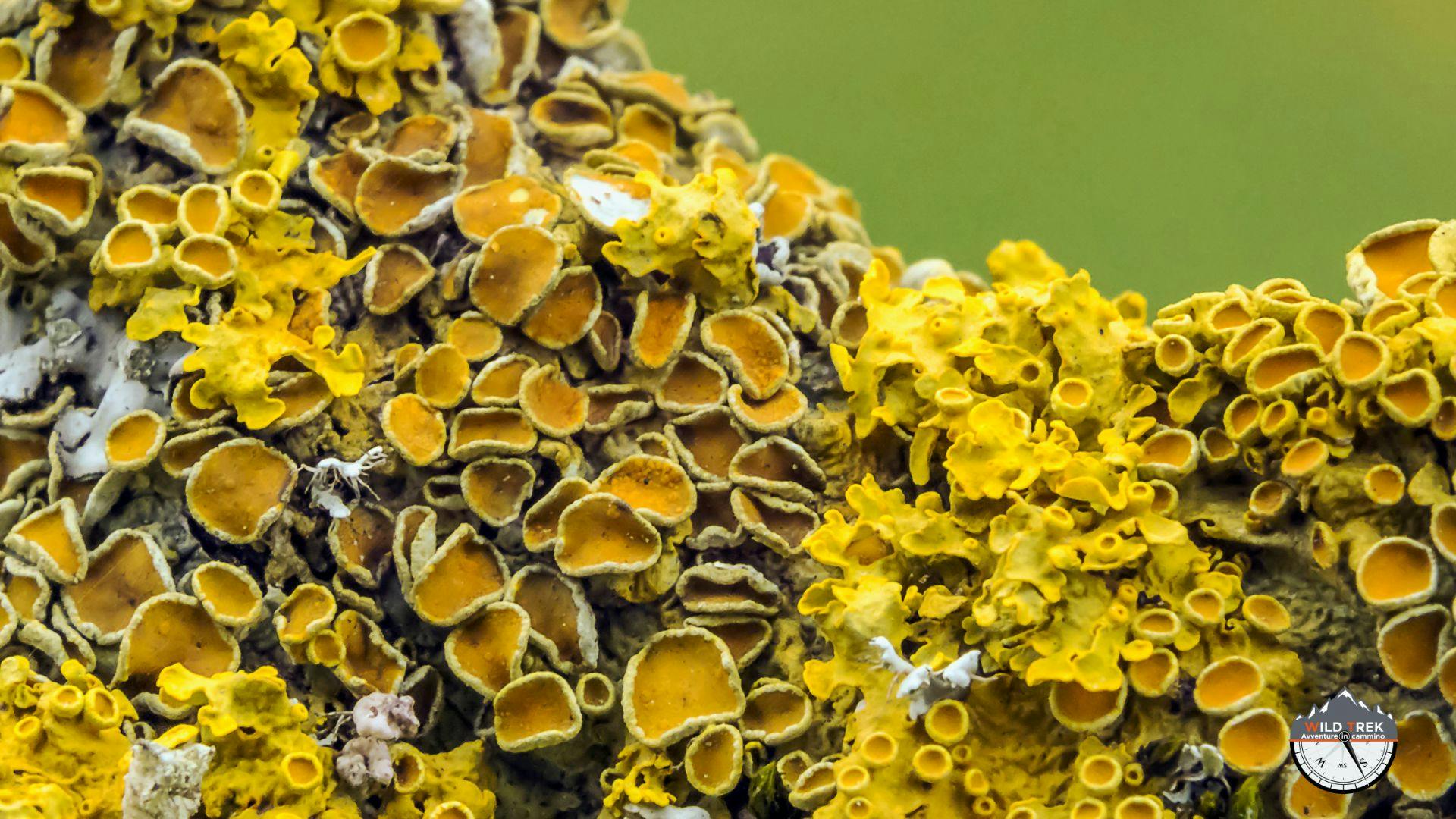 Lichene foglioso giallo vivo