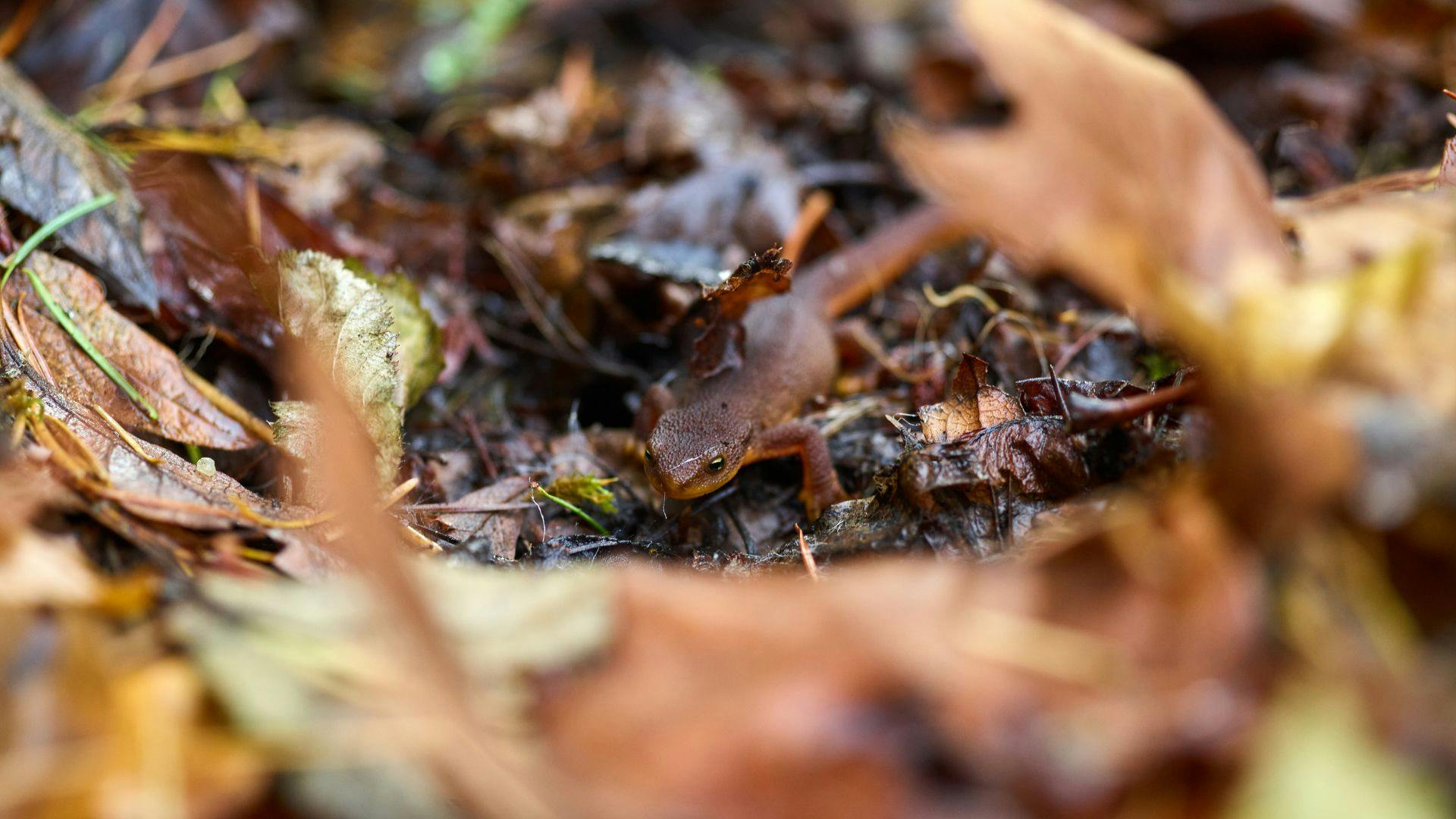 Tritone tra le foglie del sottobosco