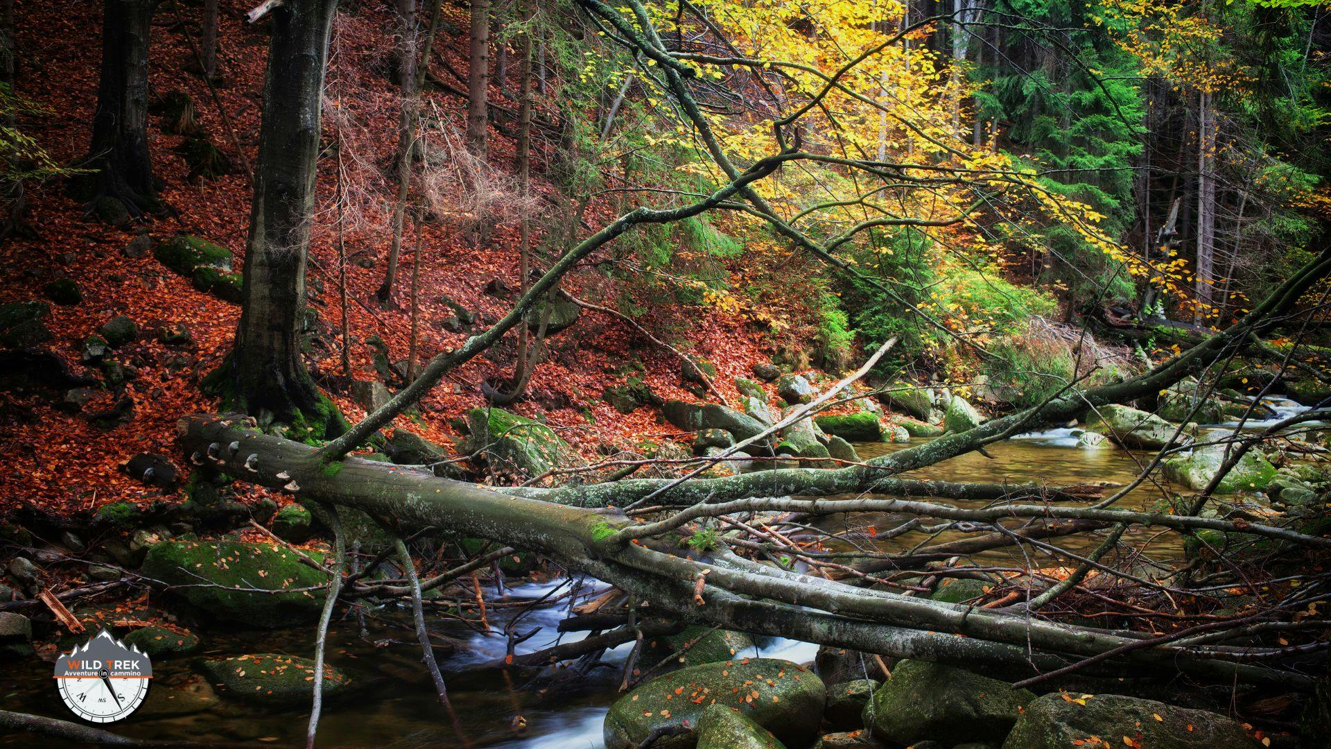 Albero caduto su un ruscello nel bosco autunnale
