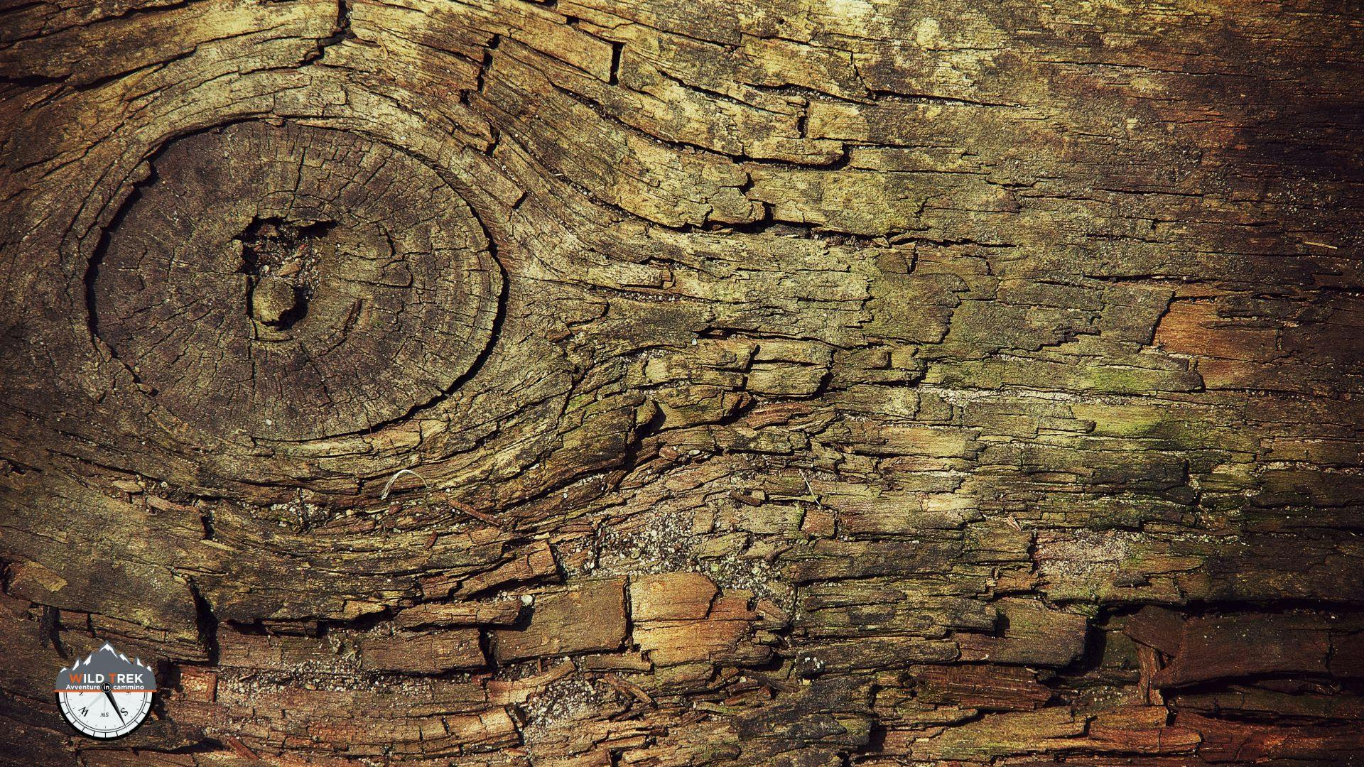 Trama di legno in decomposizione