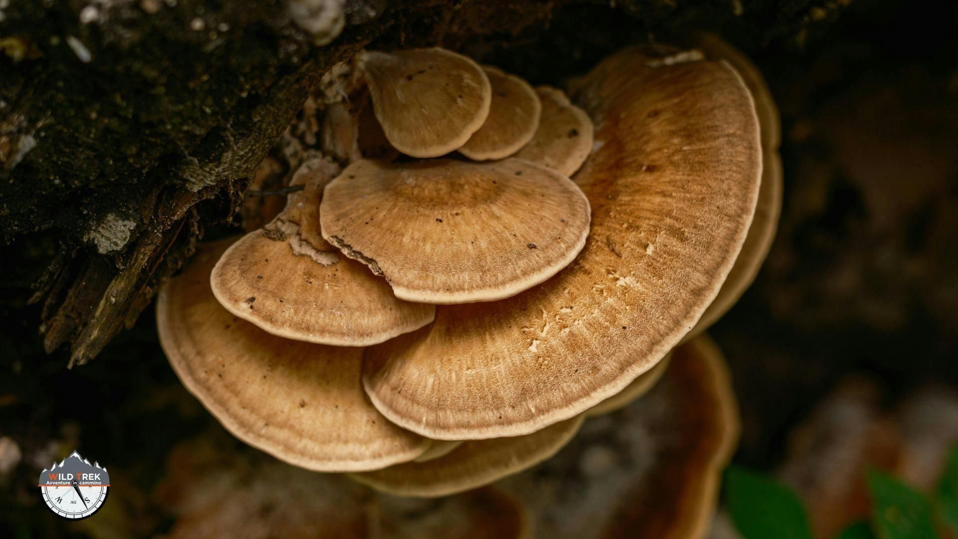 Funghi lignicoli su tronco