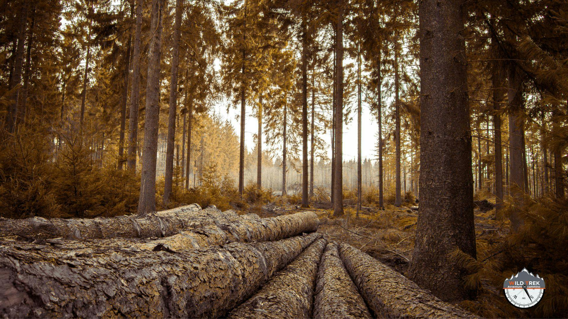 Tronchi tagliati per silvicoltura in bosco all'alba