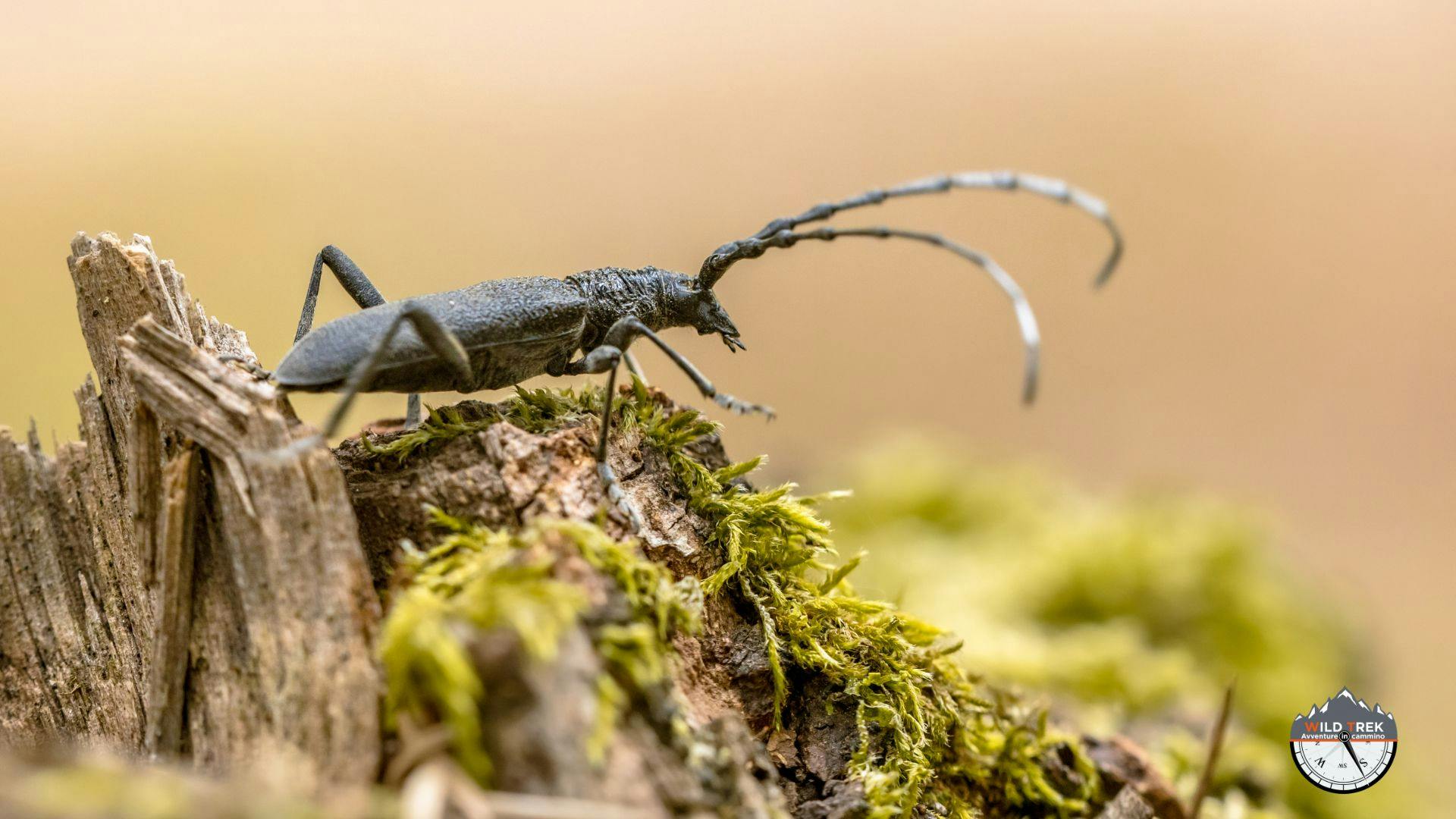 Macro di Cerambice su legno e muschio