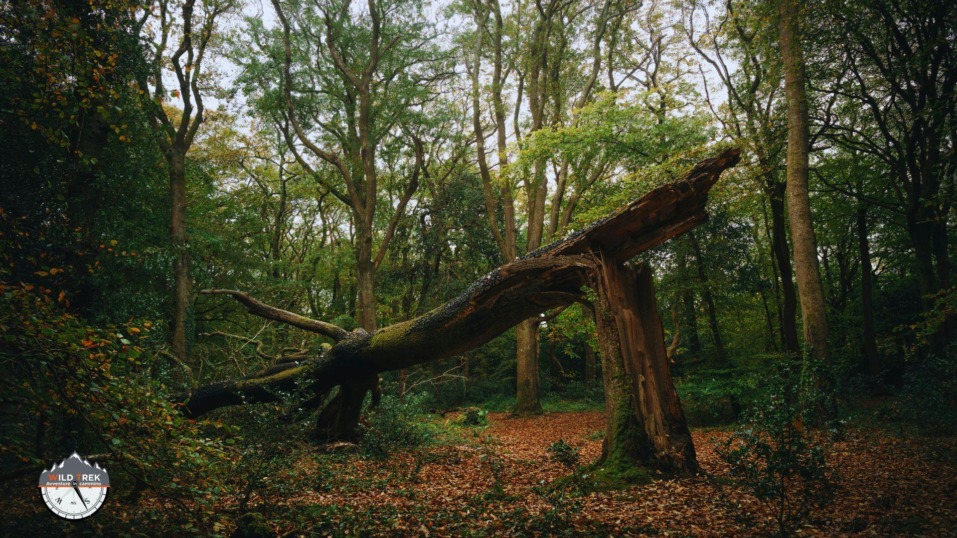 Albero spezzato ricoperto di muschio all'interno di un bosco