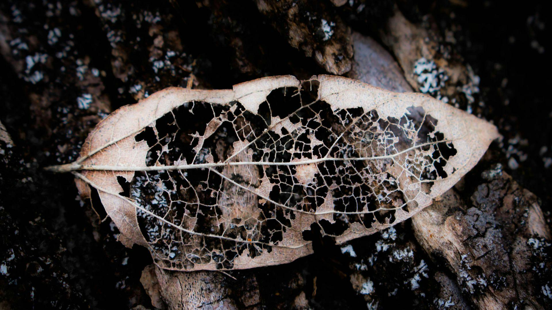 Foglia in stato di degrato su legno in decomposizione