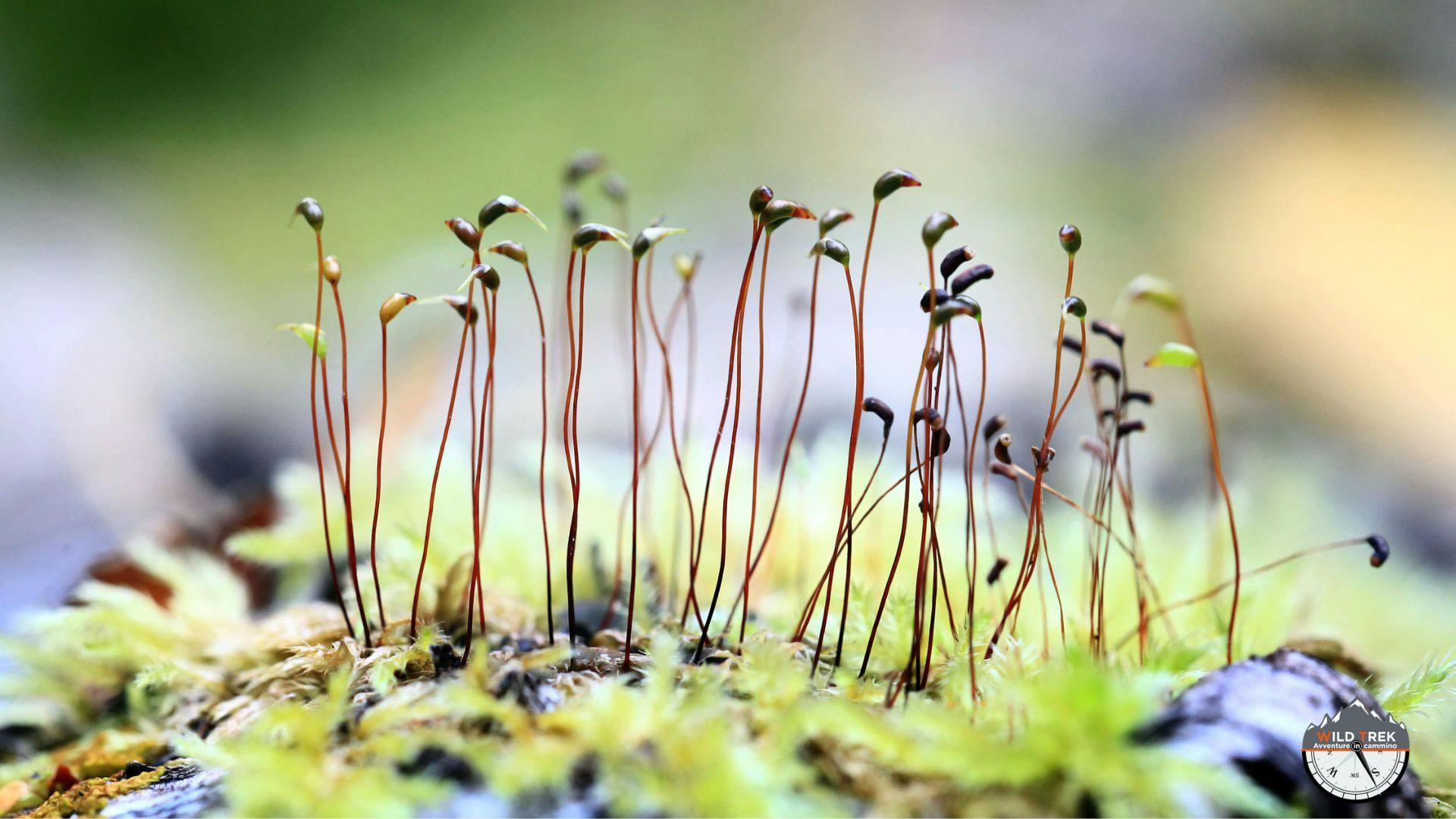 dettaglio degli organi riproduttori del muschio
