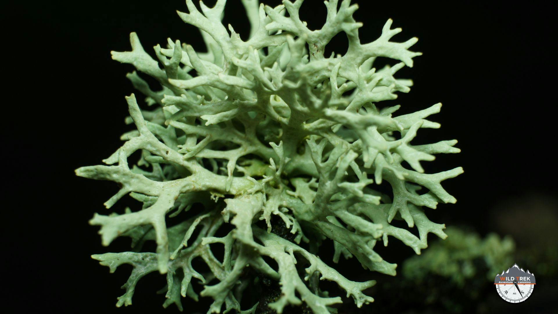 Lichene fruticoso verdeacqua su fondo nero