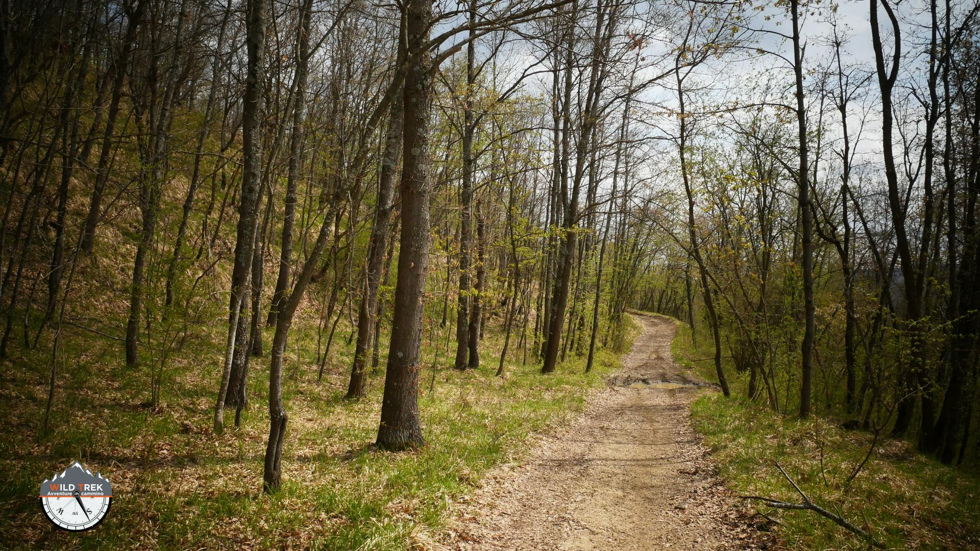 Sentiero sterrato all'interno di un bosco in inverno in Oltrepò