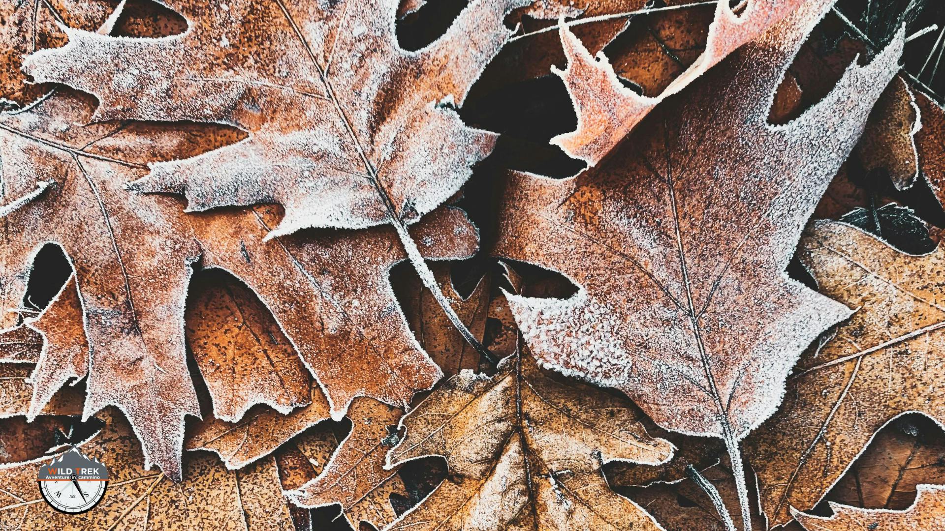 foglie secche coperte di brina