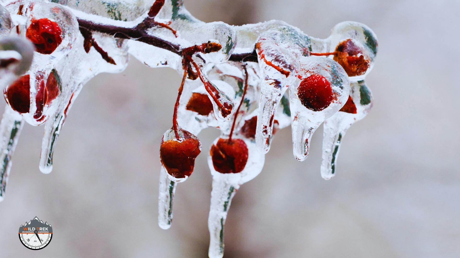 albero di ciliege con candelotti di ghiaccio a causa del gelicidio