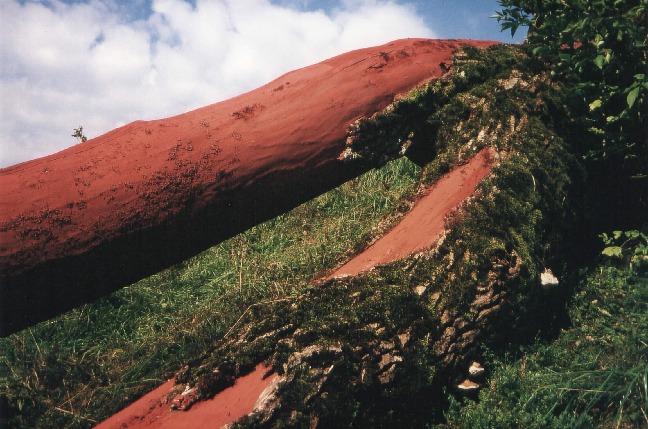 Kontrast zwischen rotem Stamm und unbemalter, bemooster Rinde