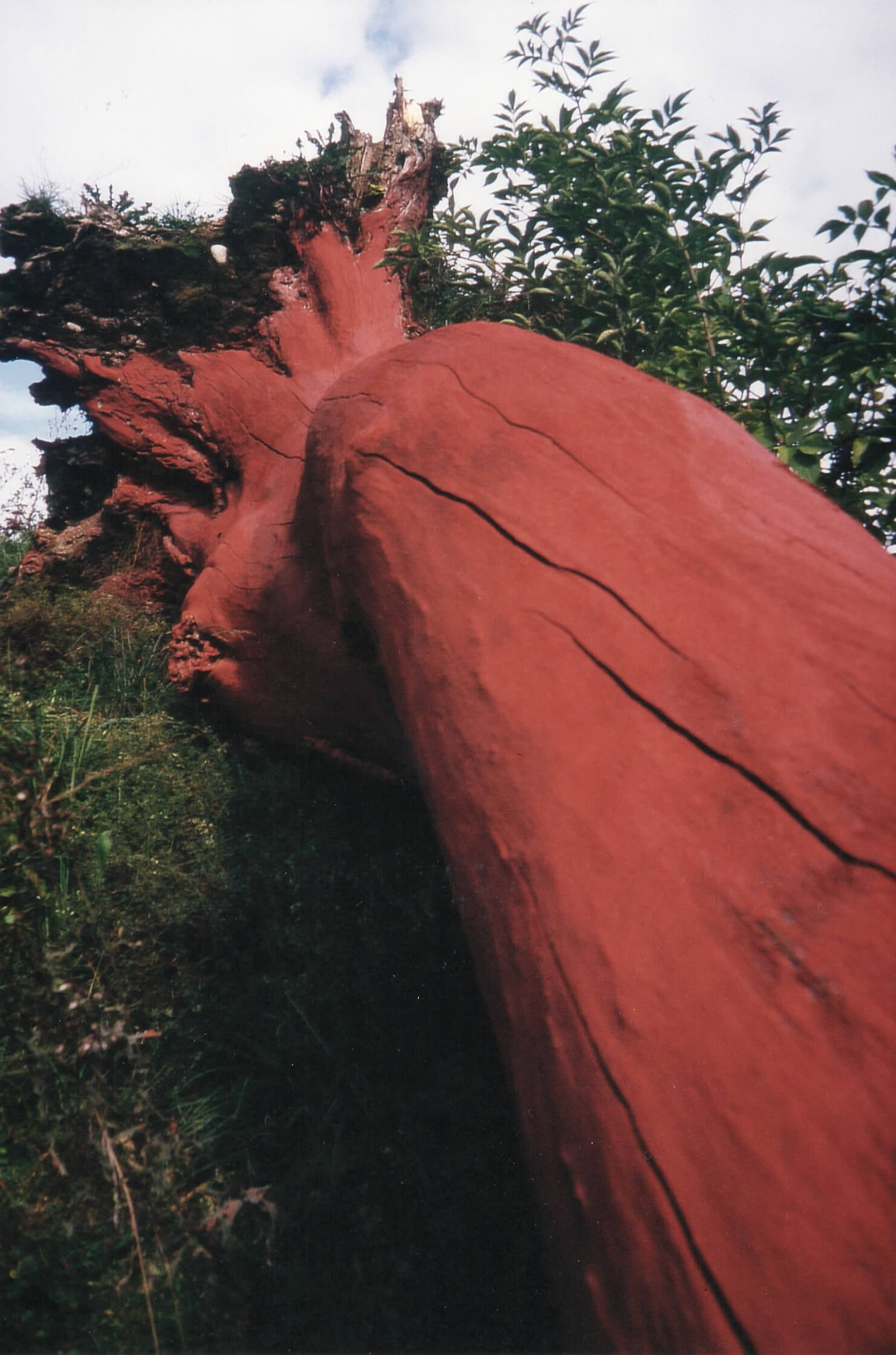 Roter Baum von Willi Bleicher