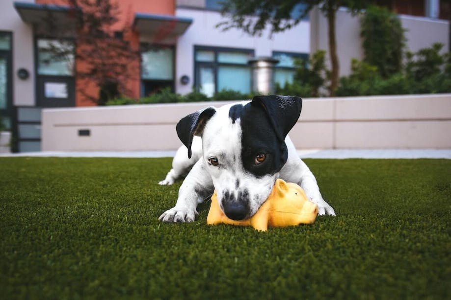 Dog playing with toy pig outside in grass