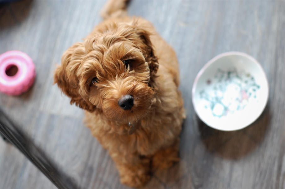 Hungry Labradoodle waiting for food