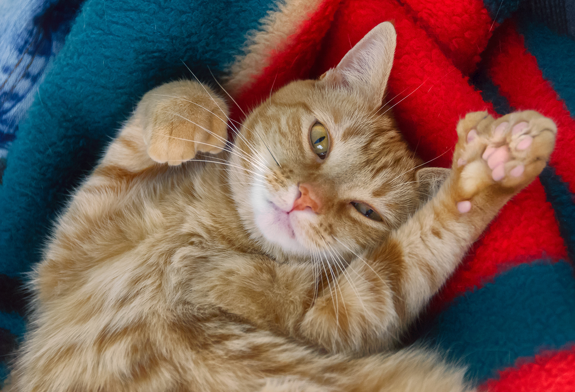 Which Cat Breeds are More Prone to Have Extra Toes: Surprising Facts