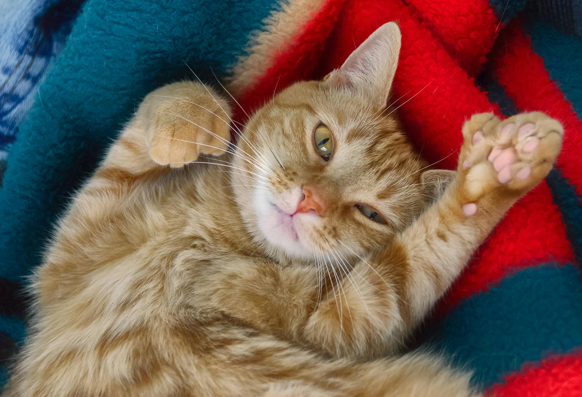 Orange polydactyl cat lying on its back on a blanket.